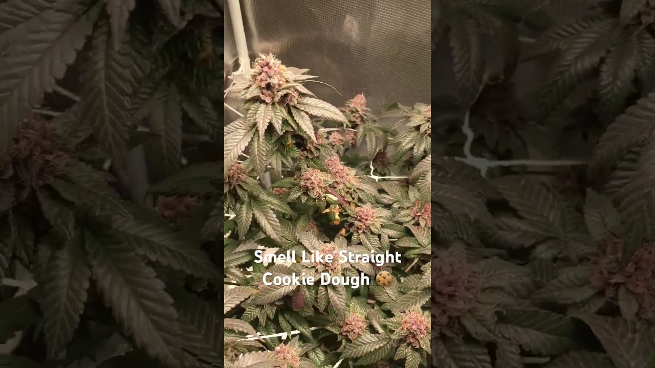 GSC (Humboldt) Fading Nicely! 🍪