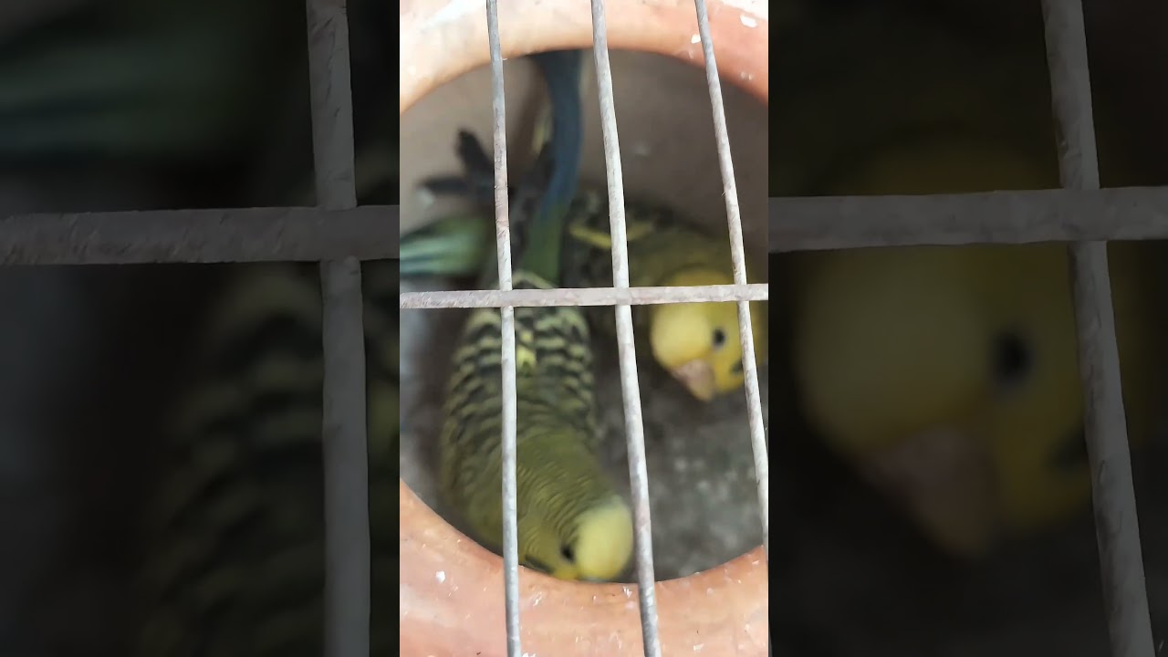 Beautiful Birds Video | Nature’s Cute Little Birds