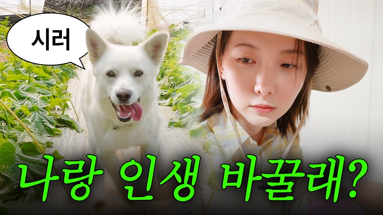 일하는 사람들 사이, 혼자 신난 강아지