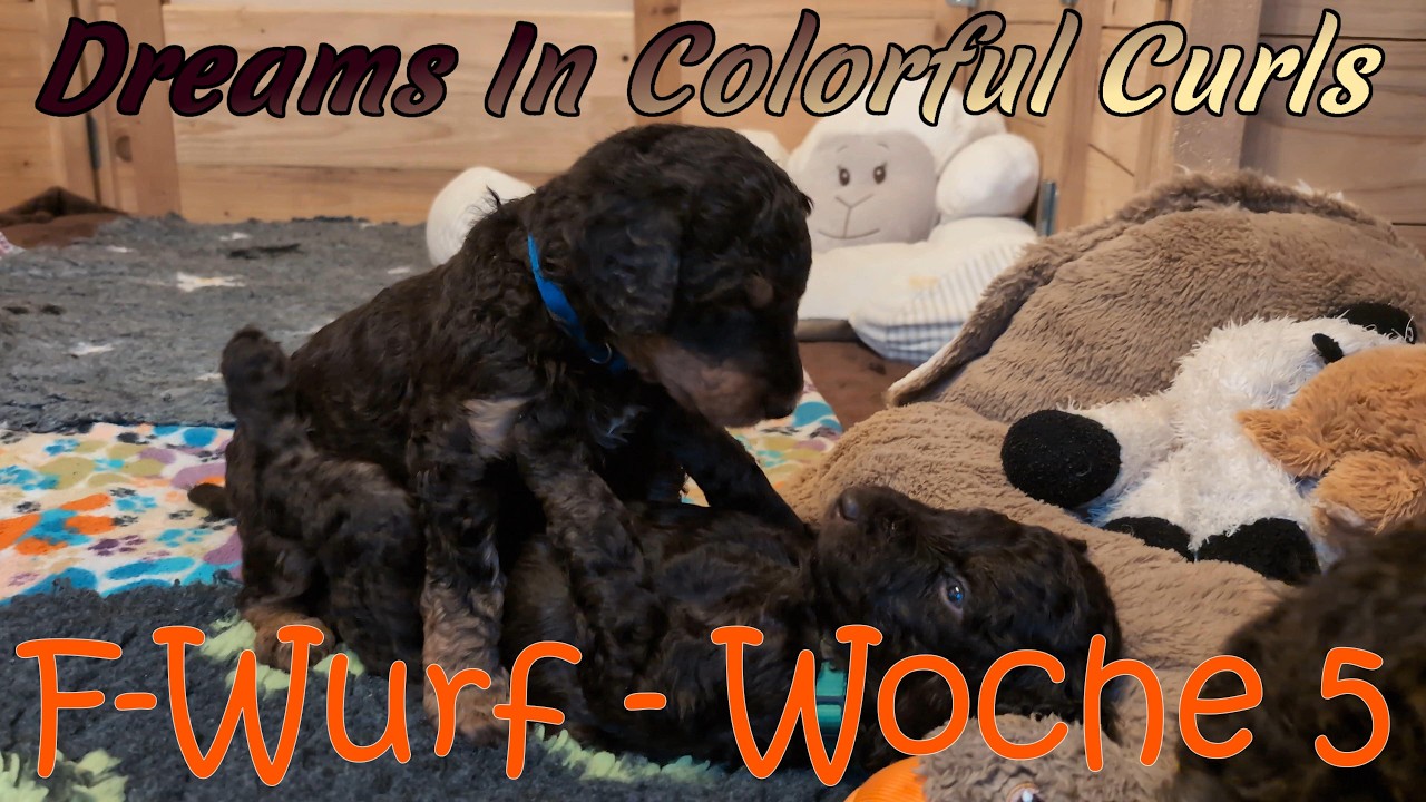F Wurf - Welpen-Wahnsinn in Woche 5! 🐾