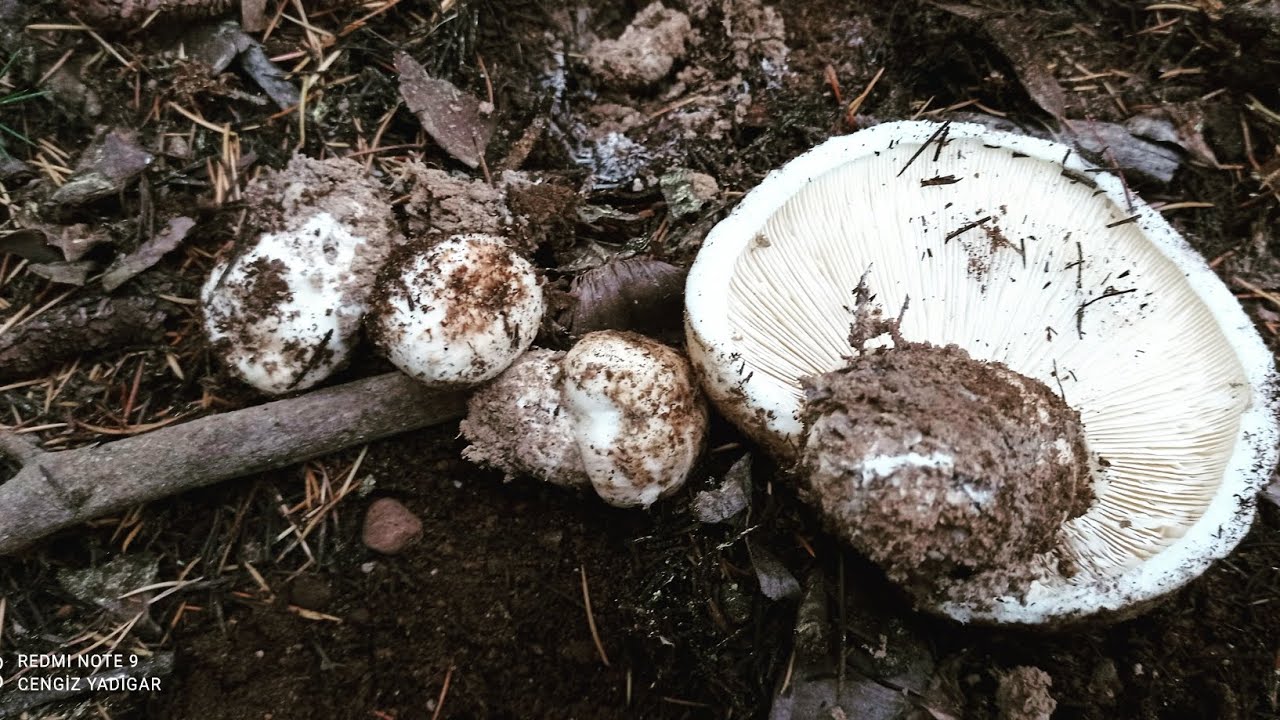 Sedir Mantarı, Katran Mantarı,2022 nin ilk Sedir Mantarları🍄🍄