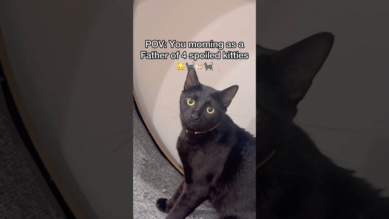 Meow meow at the end😂 who knew he was such a runner🐱#pov #kitty #cats #newbornkitten #shorts