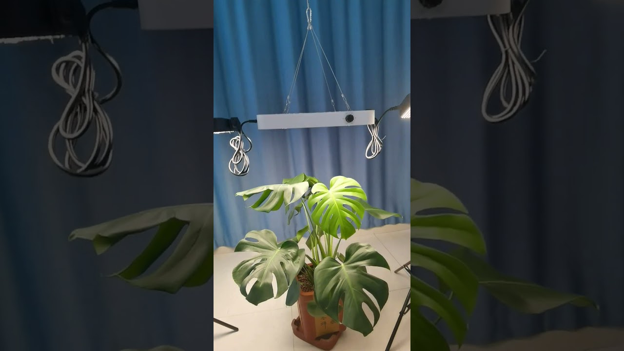 FECiDA CR1200 Grow Lights , what plants are you using it for, Cannabis?