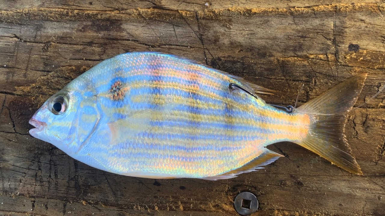 This Tactic Catches Keepers (Saltwater Shore Fishing Florida on My Freedare Eden Ebike)