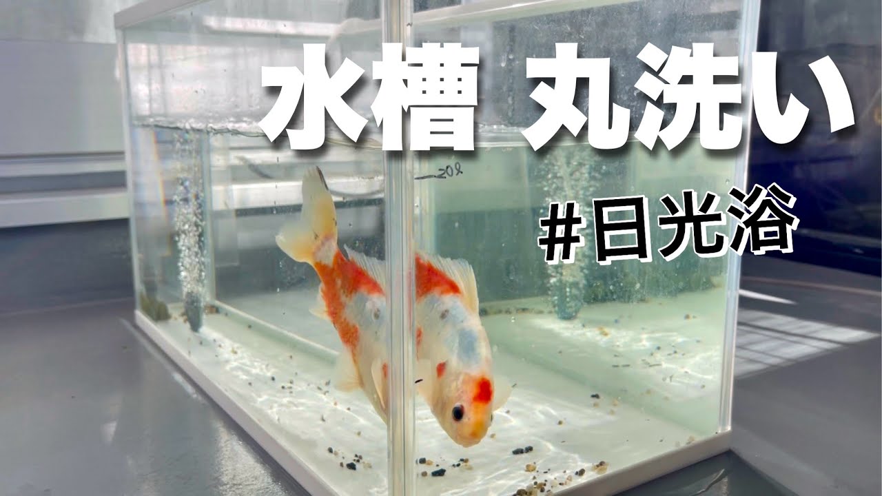 【金魚】水槽が汚すぎるので丸洗い！金魚の日光浴って可愛いよね【モネちゃん】
