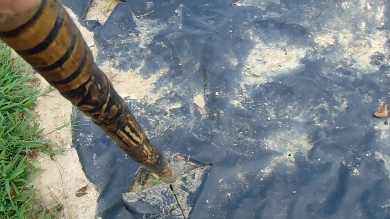 PRE COON Corn  Video July 02 2016