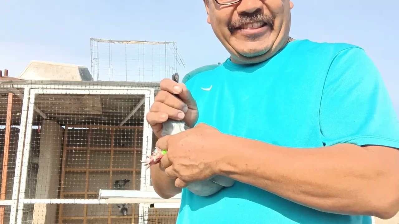 mi nuevo palomar y mis nuevas palomas