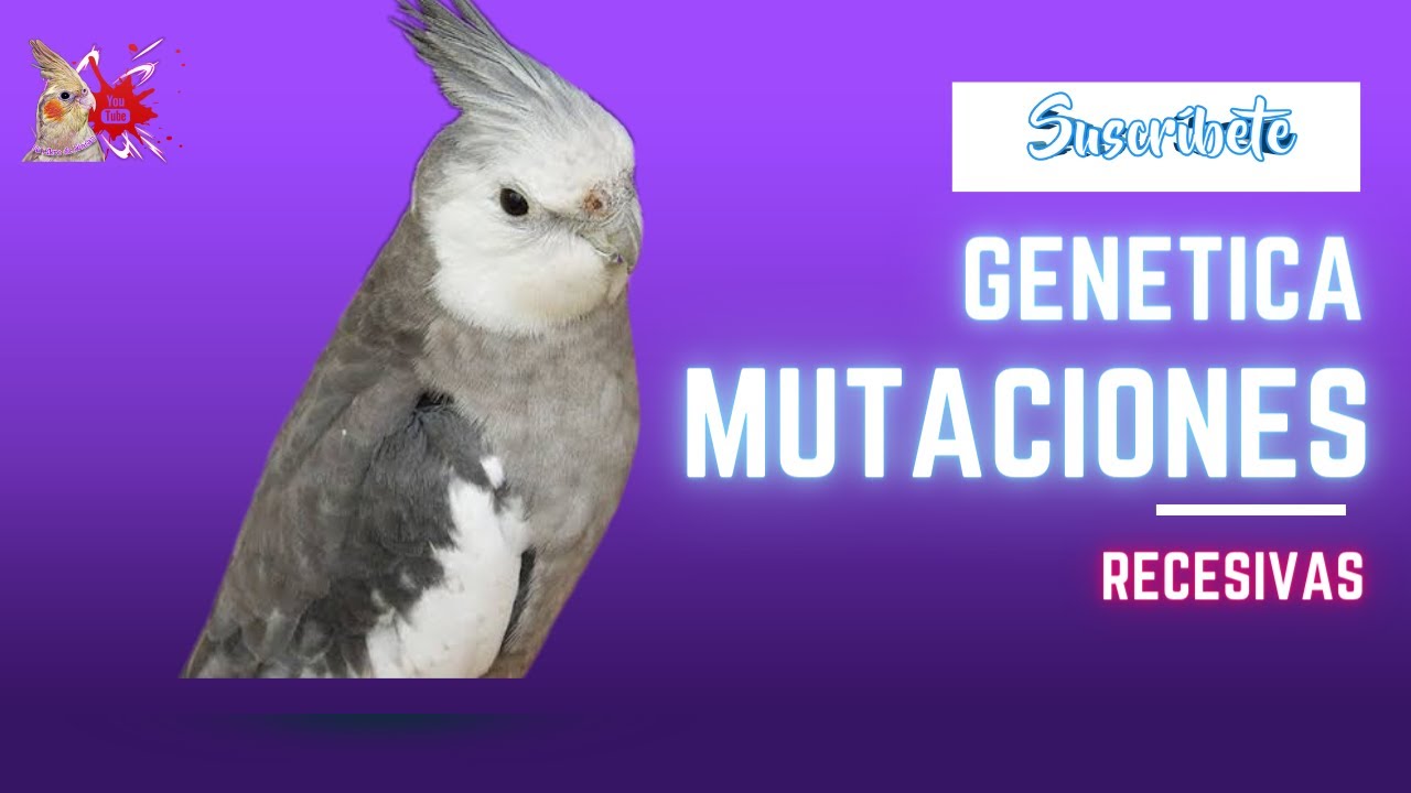 Genética de Mutaciones Recesivas en las Ninfas