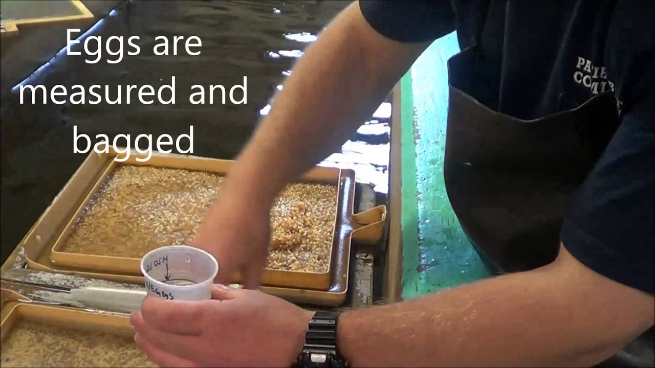 PA Trout in the Classroom- Part Two: Egg Packing