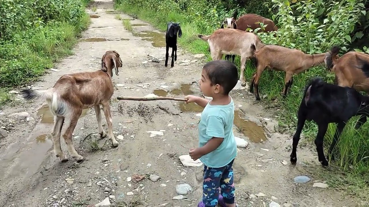 Village goat