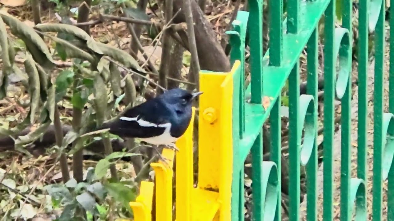 Relaxing Oriental Magpie Robin Bird
