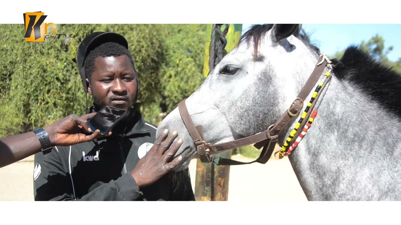 Découverte Ecurie Mame Coumba Lambaye #ÉlevageChevalSénégal#CoursesHippiques#SportsÉquestres#