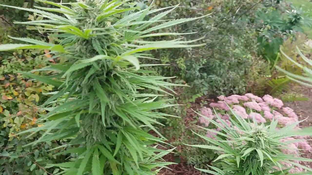 Topping Your Outdoor grow Lemon zkittlez & Gorilla Glue sept 22nd 2018