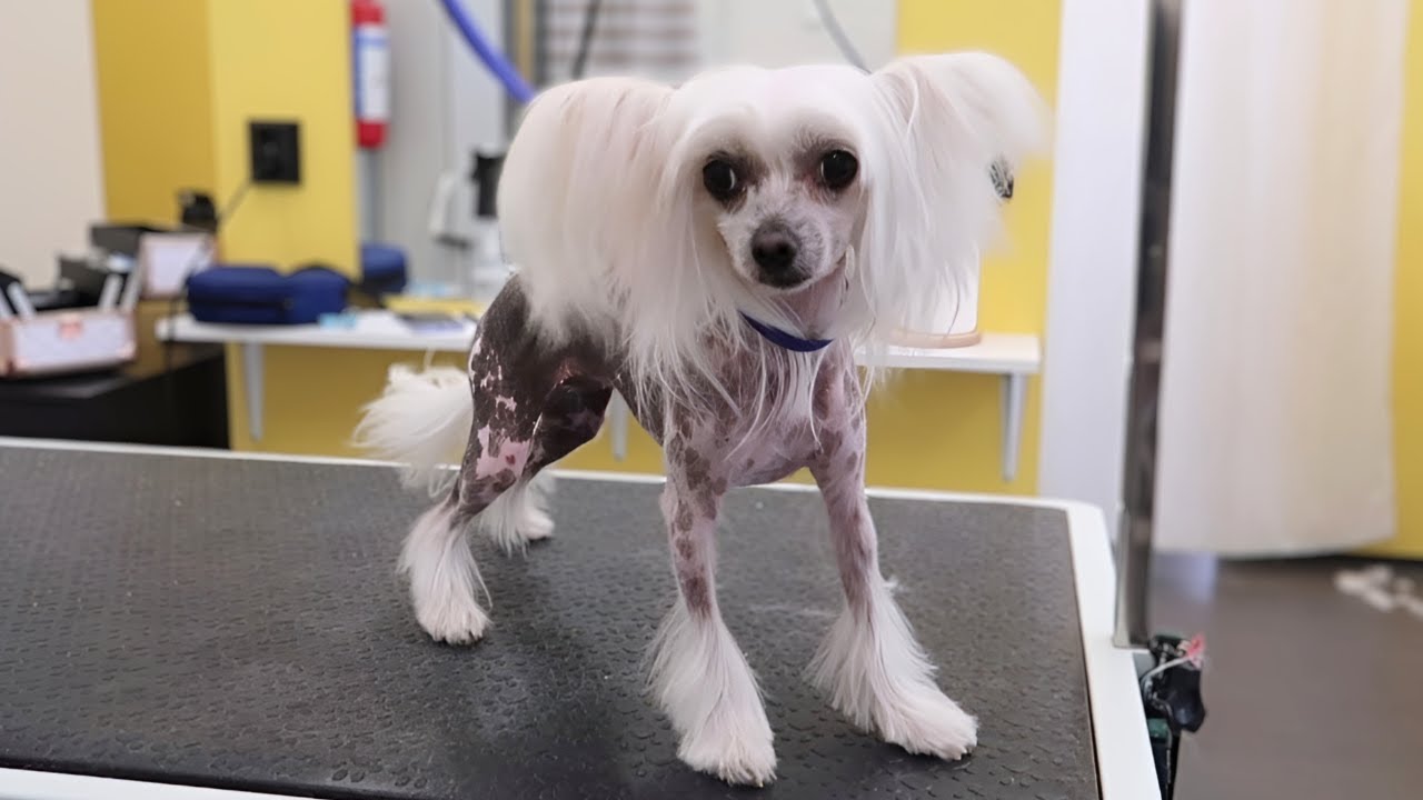 Grooming a Sensitive Chinese Crested Dog