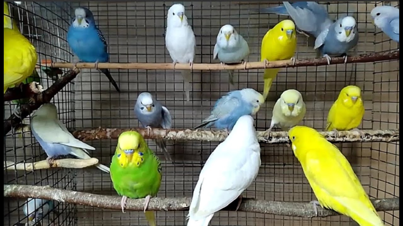 Quiet Moments with Budgies — No Music, Just Nature