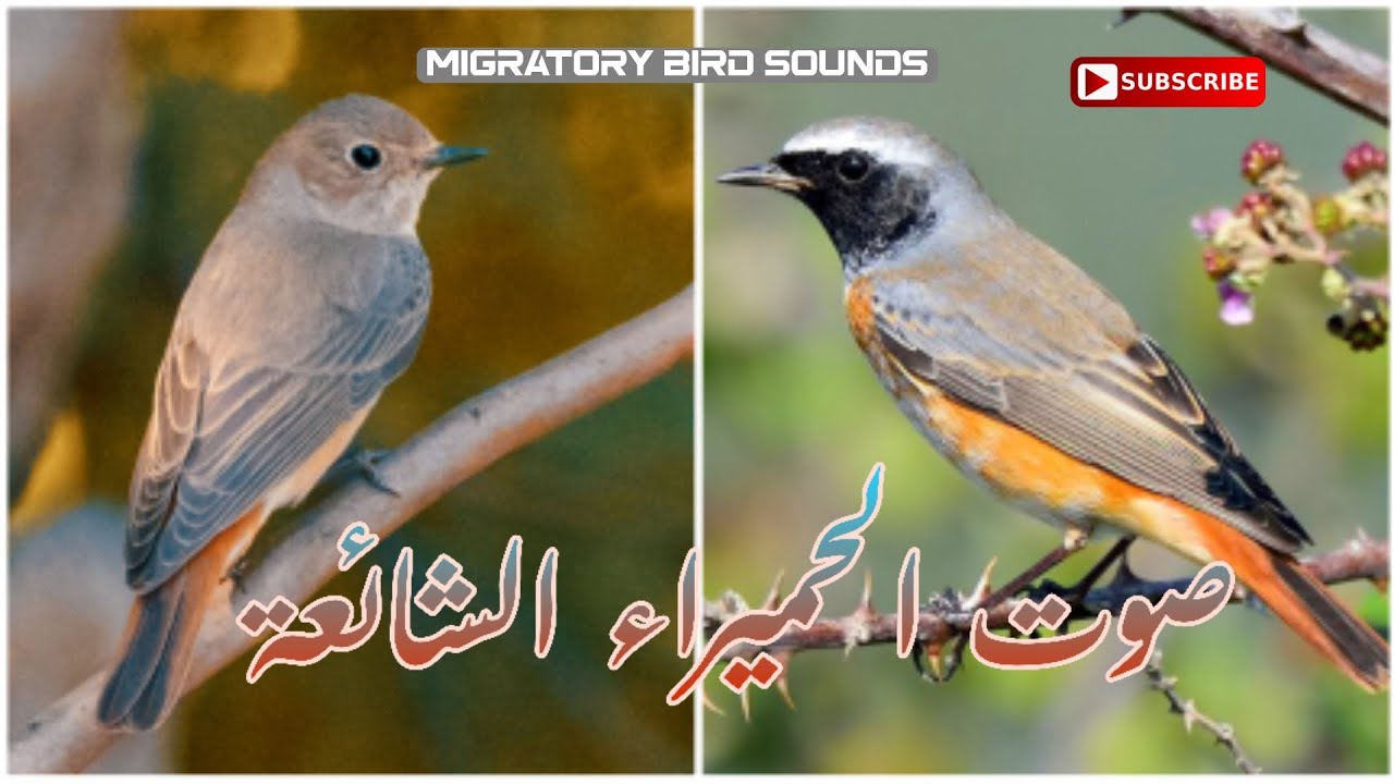 صوت الحميراء الشائعة.... تعمل هذه الأيام....