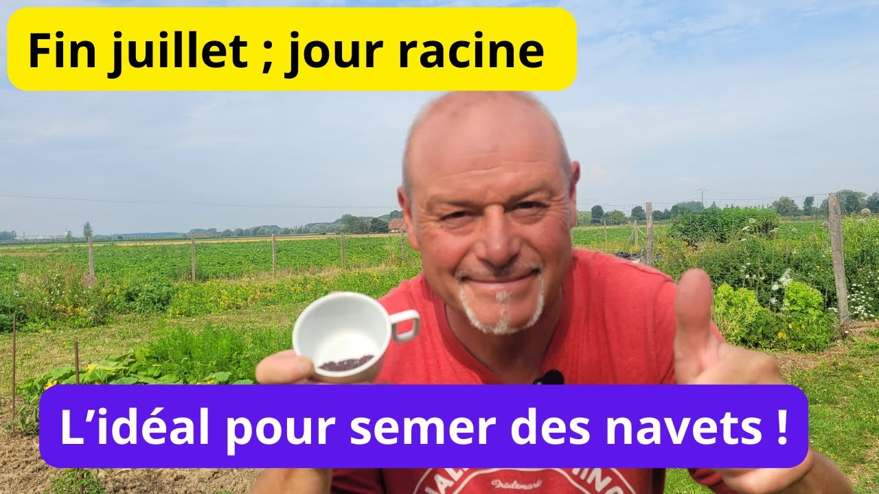 Encore un légume pour l 'automne  ; pensez  a semer vos NAVETS