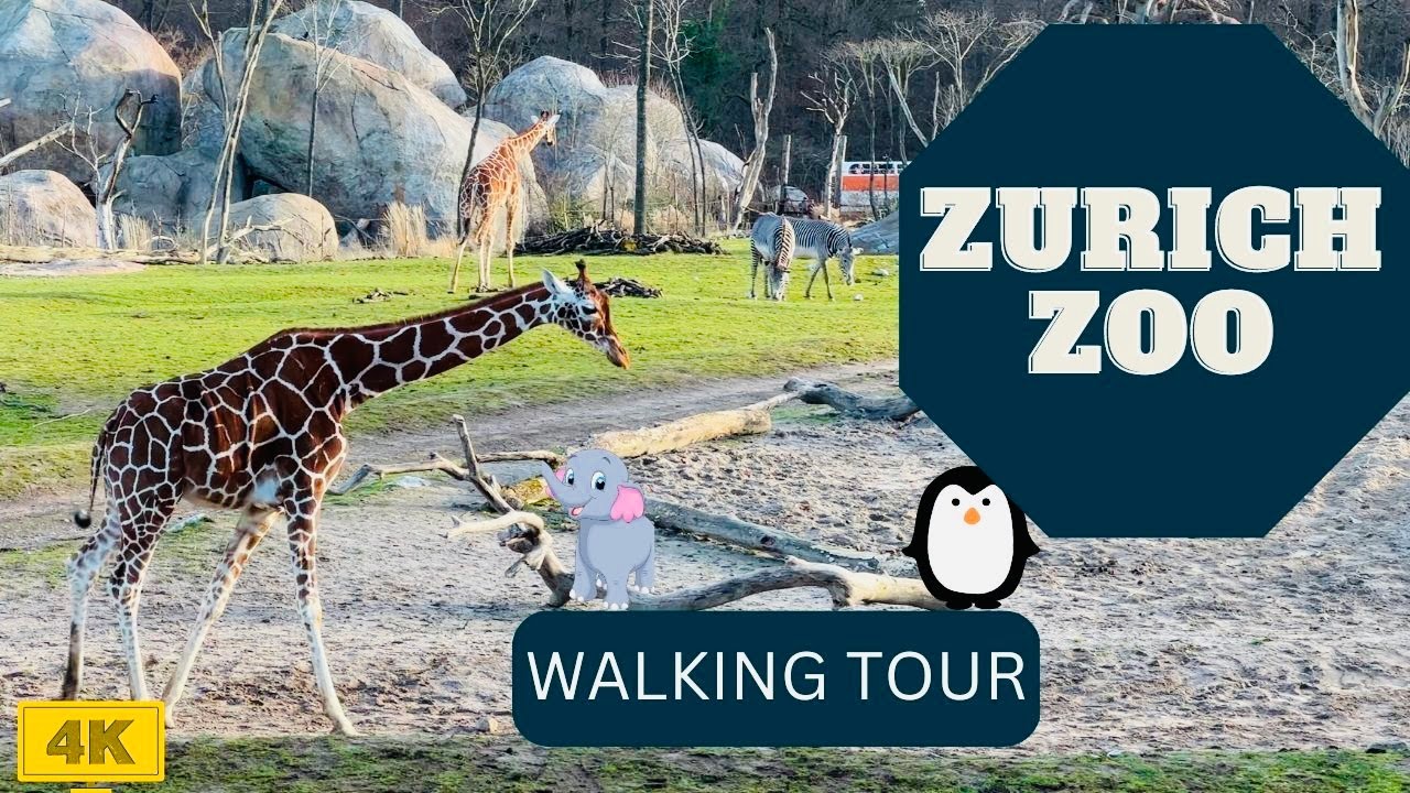Amazing Zurich zoo walking tour 🐘 🦁 🐧 🦒, 4K