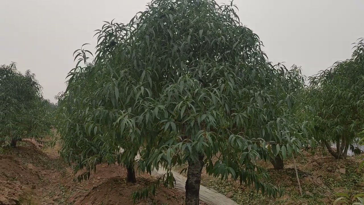 Chao bà con e có ít đào co moi ace di chợ qua vườn e xem.. gọi cho e 0961391518