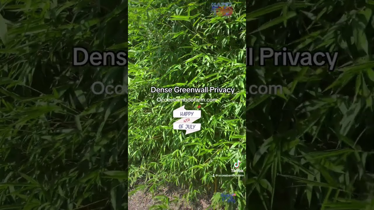 Dense Florida Backyard Bamboo Privacy Hedge | Fast Growing Green Wall Screen for Homes in Orlando