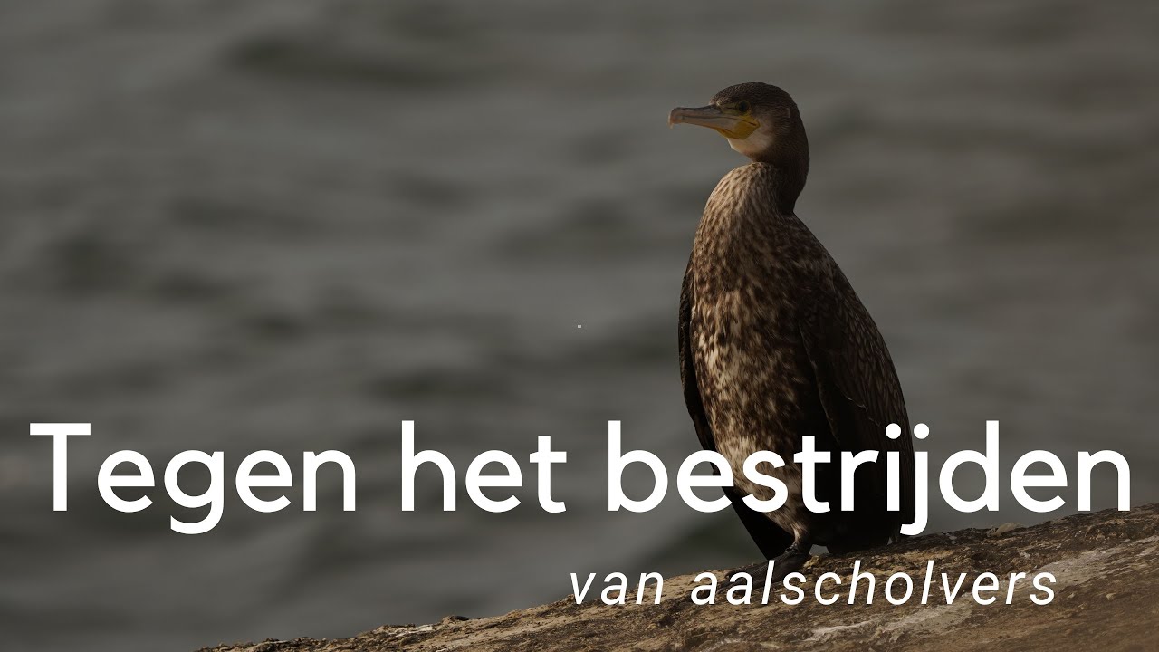 Waarom het bestrijden van aalscholvers onzin is #744
