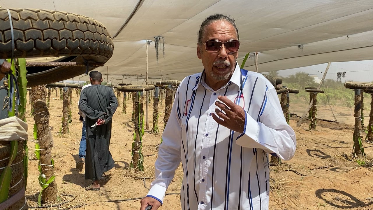 الحلقة رقم ٩٤ مزرعة أبو غالب لفاكهة التنين Abo Ghaleb ranch for Dragon Fruit