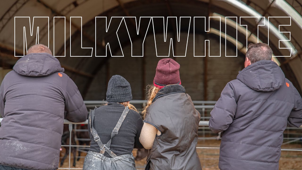 MilkyWhyte Farms | Northland New Zealand