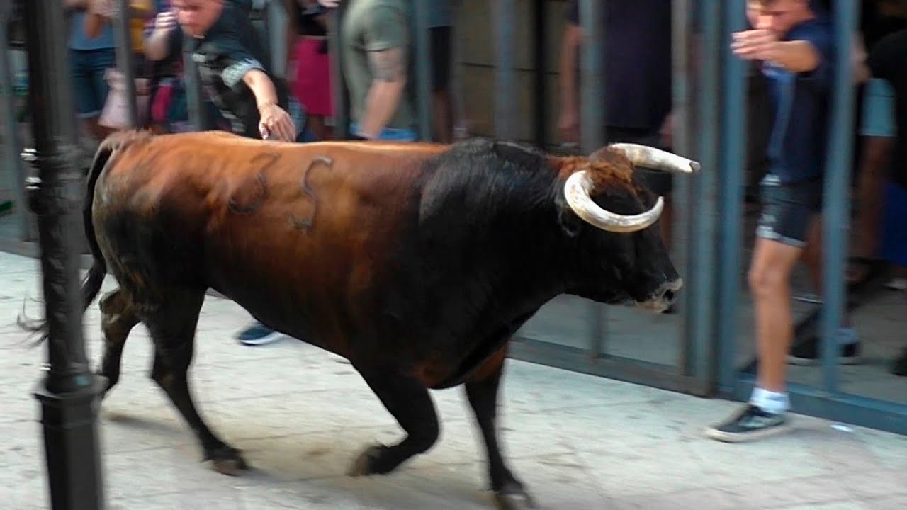 Toros en las calles: Peligrosa belleza en el centro de Pedreguer 2024