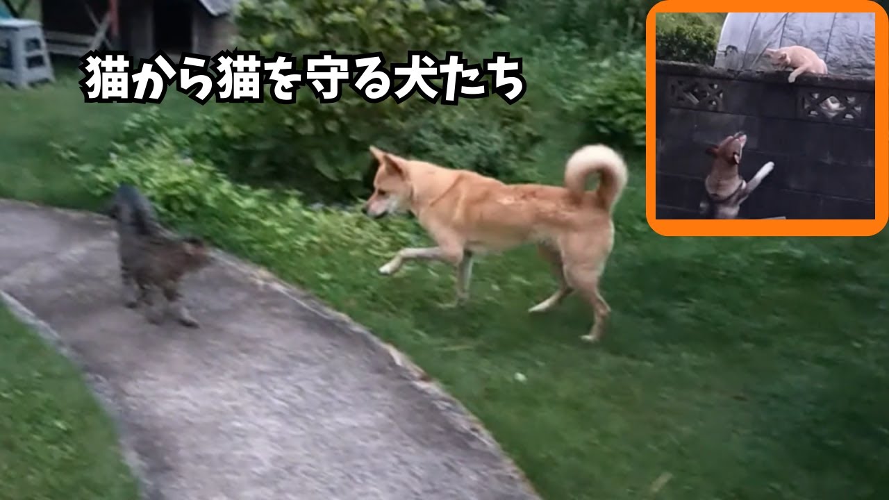 サラ大興奮　早朝４時の大捕り物