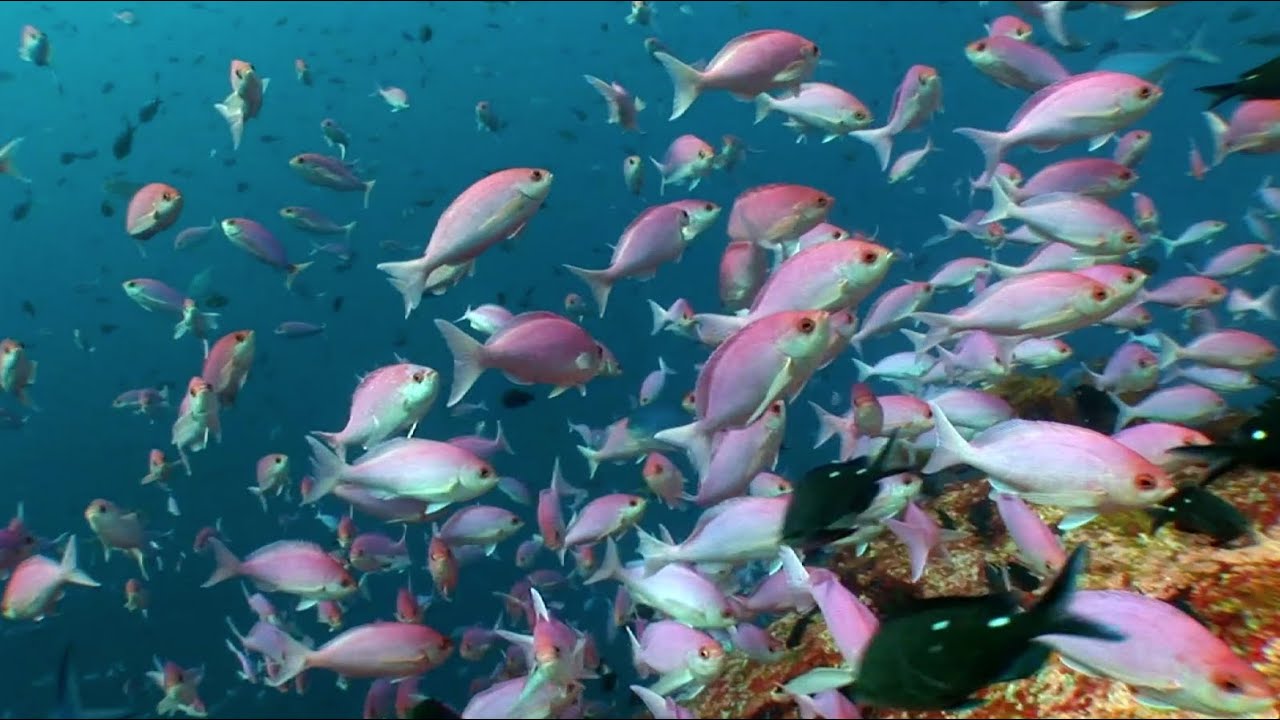 Scuba Diving Poor Knights Island Marine Reserve in 60secs