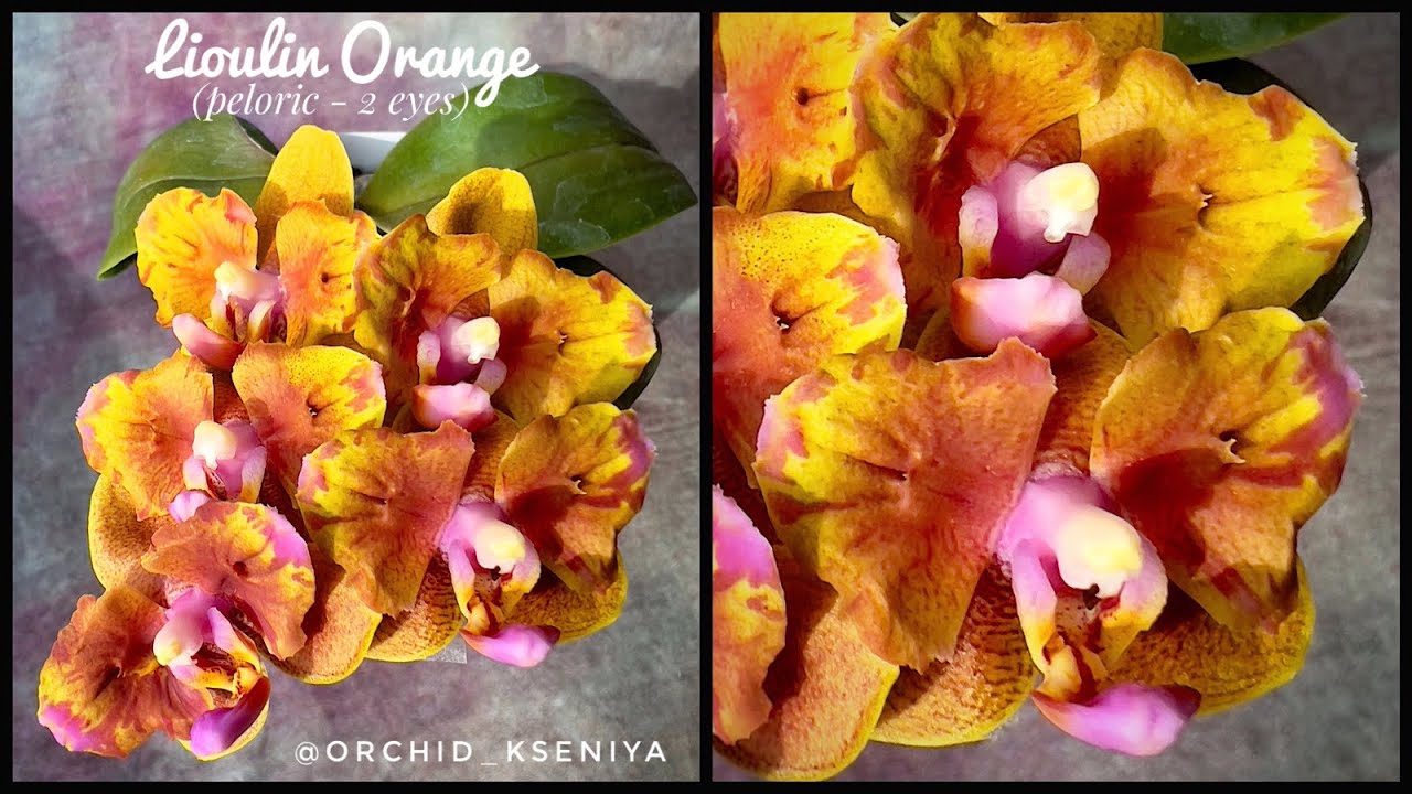 Phal. Lioulin Orange (peloric - 2 eyes) 🍊Первое цветение азиатской рыжей орхидеи от Miki orchids
