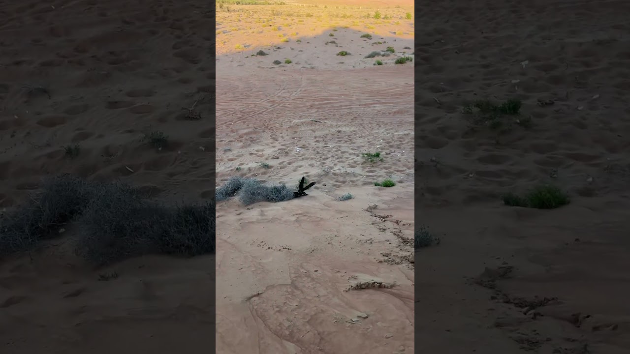 Bird falcon attack on duck #birds #birdofprey #wildlife #animallife