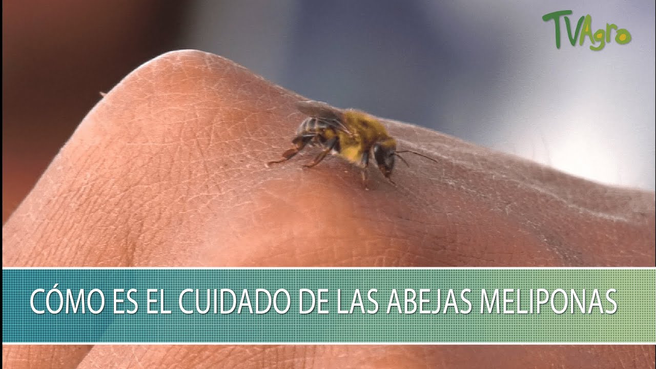 Como es el cuidado de las Abejas Meliponas - TvAgro por Juan Gonzalo Angel Restrepo