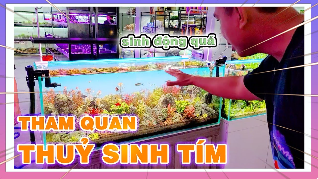 Tham Quan Thuỷ Sinh Tím Sài Gòn, Tìm Hiểu Về Các Dòng Cá, Cây, Lũa, Hồ Thuỷ Sinh | Nam Ngô