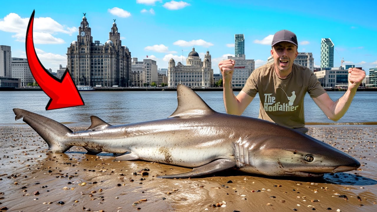 I CAUGHT SHARKS IN THIS LIVERPOOL RIVER