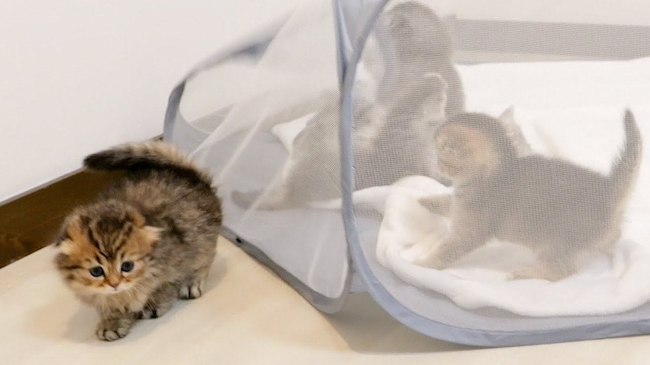 I'm amazed at how well kitten Noah escaped.