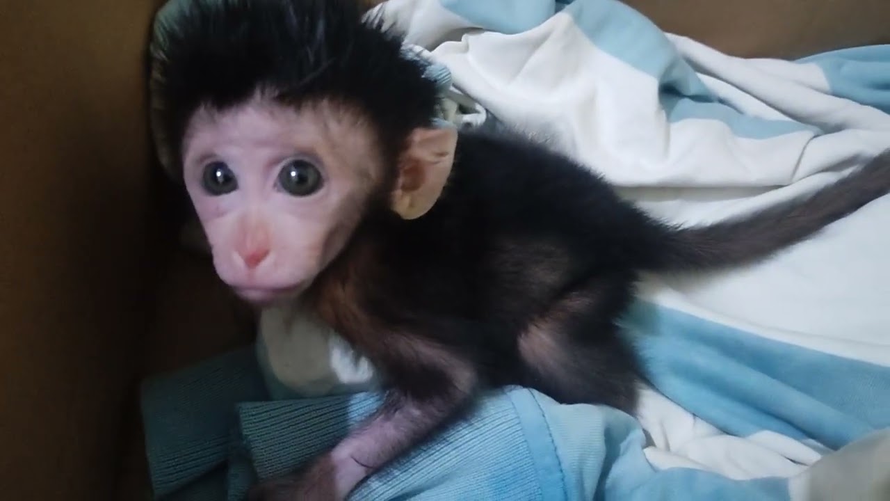 Koko Mocil's temporary residence