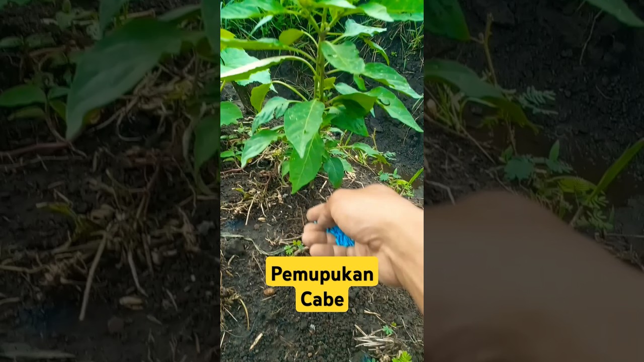 Pemupukan cabe di musim hujan