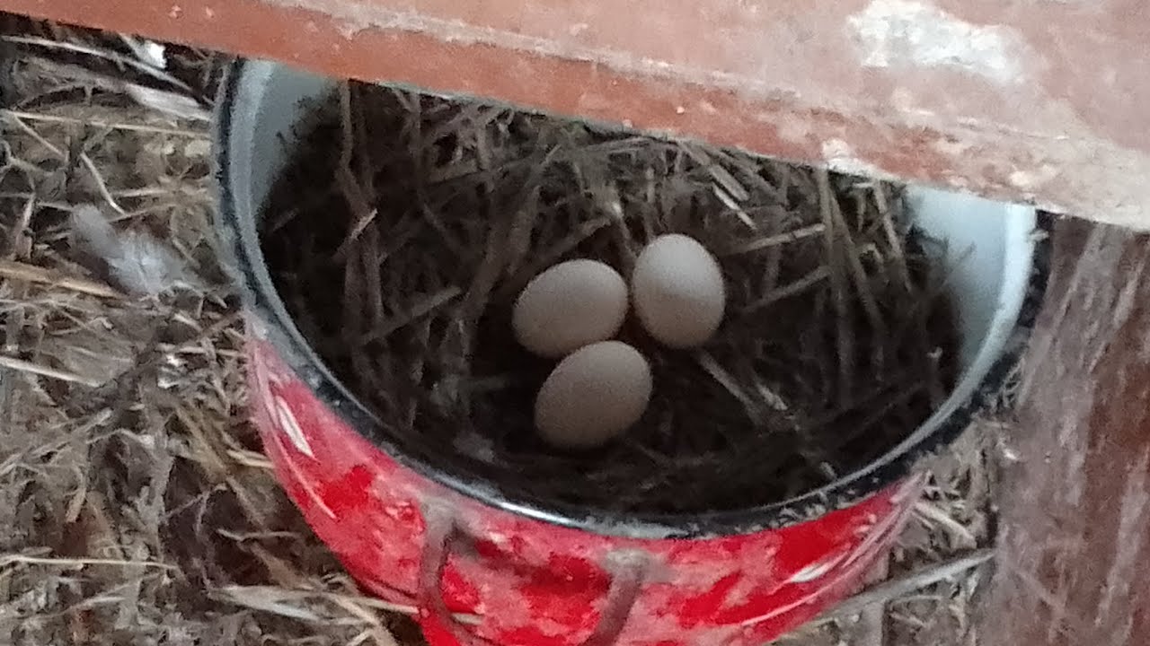 Sva gnezda za živinu , radovi su krenuli u staništu!🐓