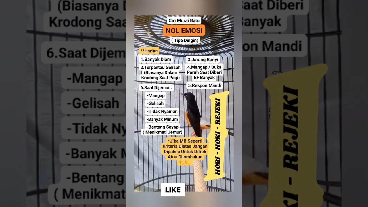 MURAI BATU NOL EMOSI / TIPE DINGIN / merawatburung #muraibatu #burung #kicau #birds
