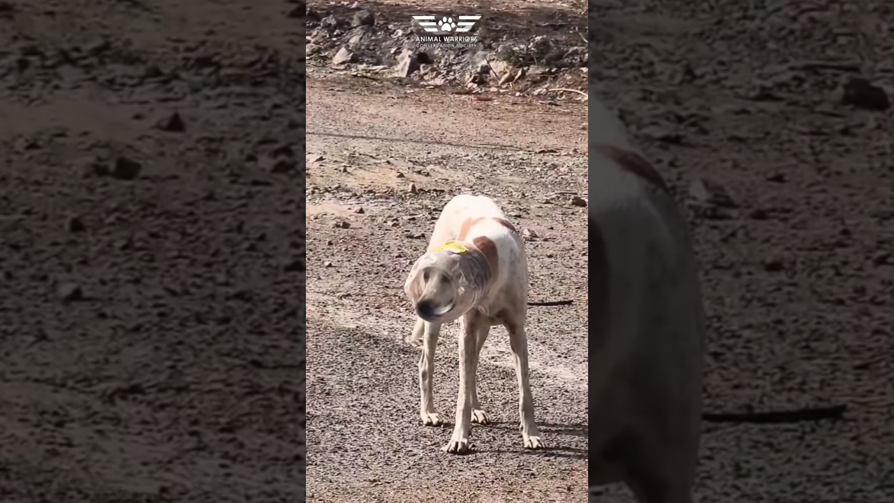 Dog got stuck in a plastic Dabba | AWCS Hyderabad 