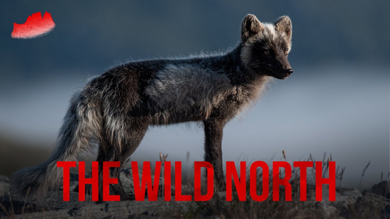 MUSKOX, ARCTIC FOX, And REINDEER || Norway Nature Documentary