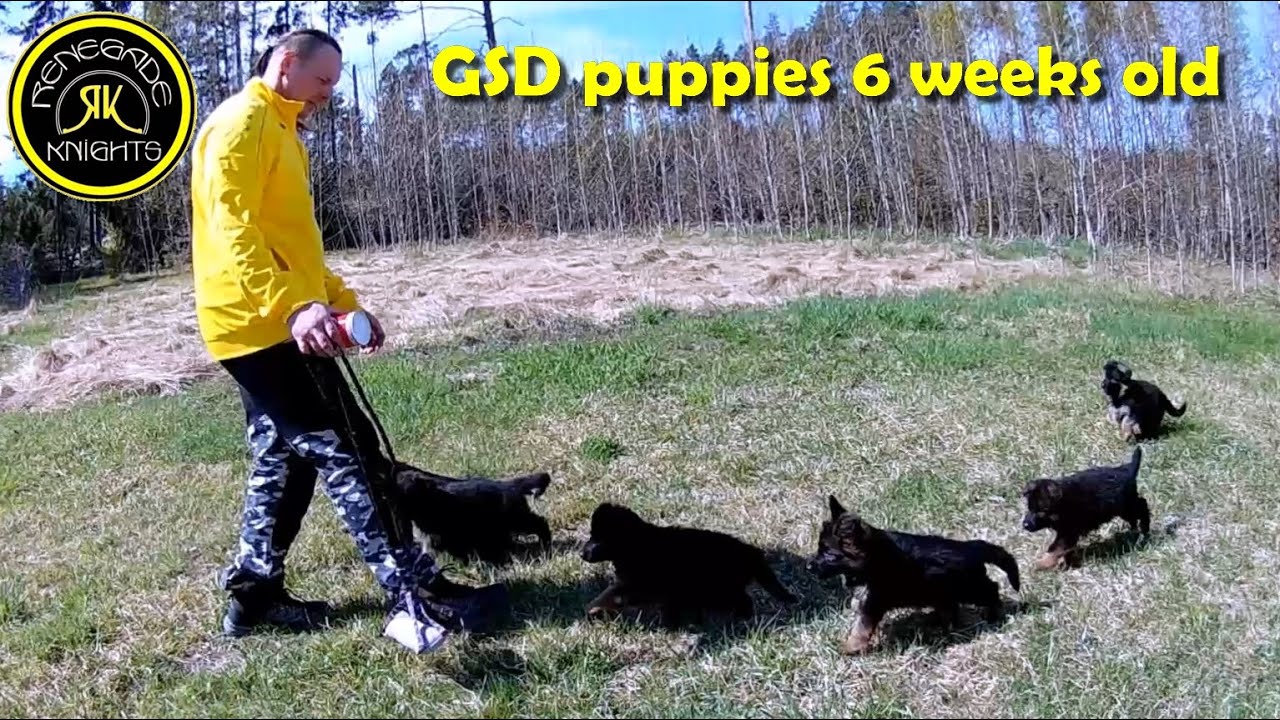Messi & Ines puppies 6 weeks old - longhaired German Shepherds