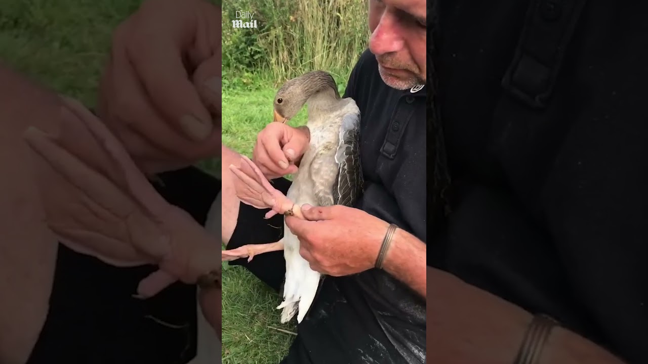 Good Samaritans rescue goose caught in fishing line