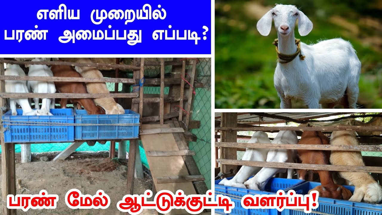 ஆட்டுக்குட்டிகளுக்கு  எளிய முறையில் பரண் அமைப்பது எப்படி? | பரண்மேல் ஆடு வளர்ப்பு | paran mel aadu