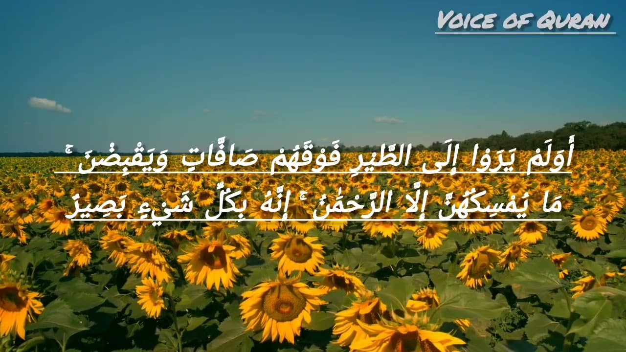 Surah mulk beautiful recitation ❤️ by @voice_of_Quran-7 