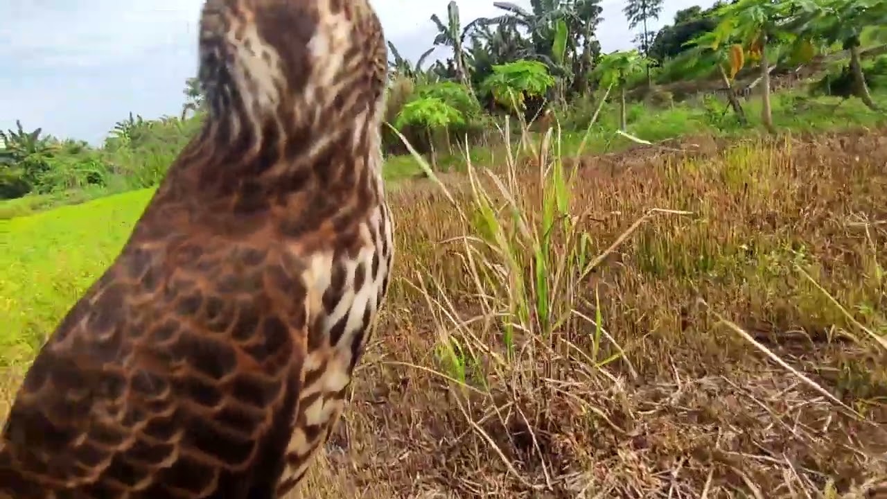 BROWN GOSHAWK || Hunting Perdana