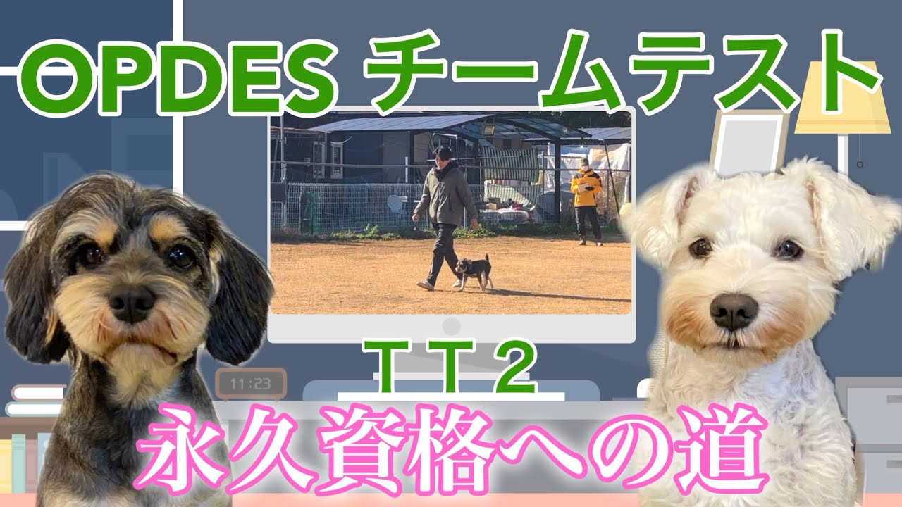 【シュナウザー】OPDESチームテストを受けてきました‼️　永久資格取得への道