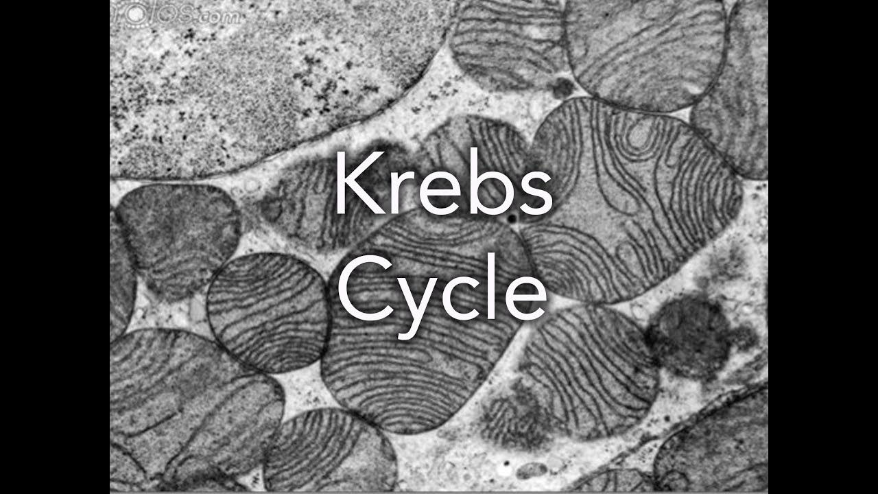 Cellular Respiration: Krebs Cycle
