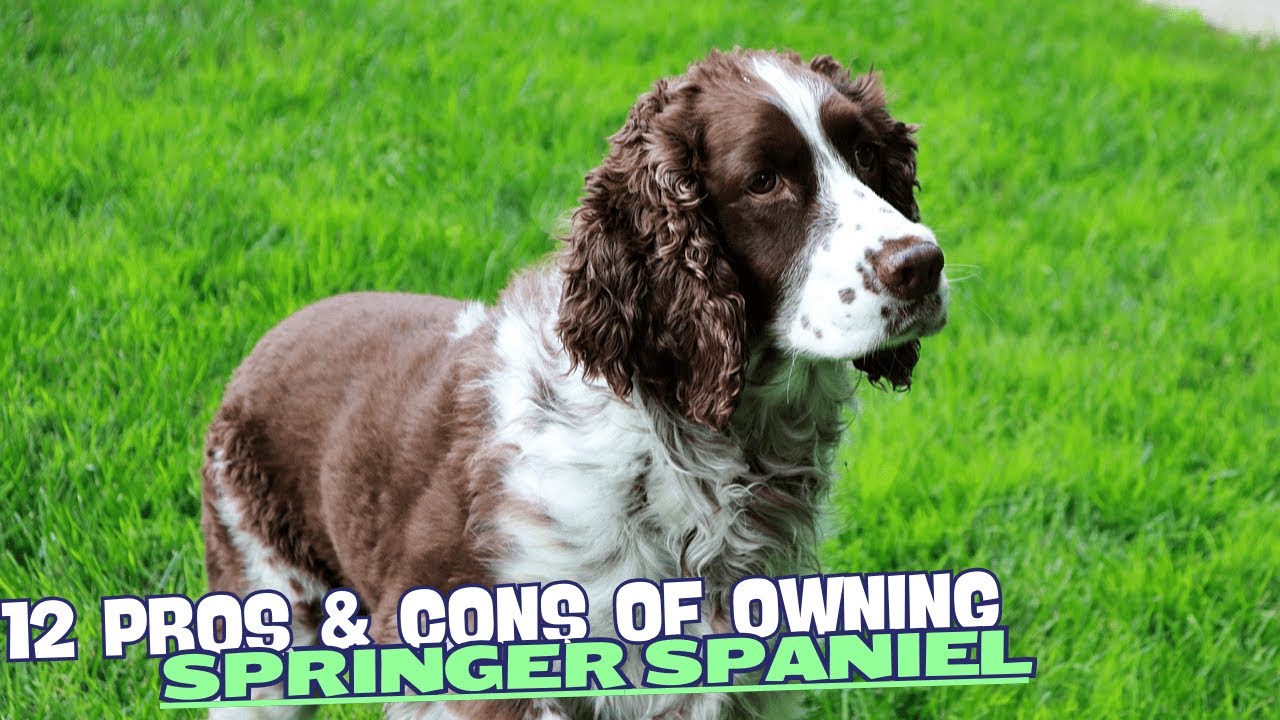 12 Pros & Cons of Owning a Springer Spaniel🌲🎾